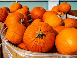 Pumpkin Pick up and Sale Tomorrow